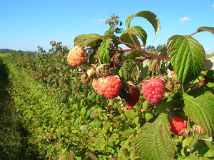 Frutales